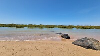 Mangrove's in het water