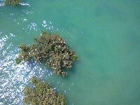 mangrove Karratha en zilverreiger kolonie