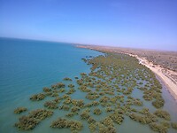 mangrovebos Karratha
