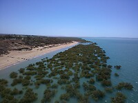 mangrovebos Karratha