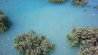 Zilverreiger kolonie mangrovebos Karratha