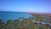 Mangrovebos Karratha