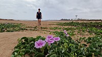 Port Hedland op zoek naar schildpadjes