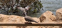 2 Spitskuifduiven in de haven van Port Hedland