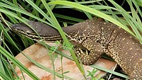 Geelgevlekte monitor hagedis