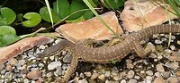 De Geelgevlekte monitor hagedis in Broome