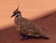 Kleurrijke Spinifex Pingeon (vrij vertaald :grasduif)