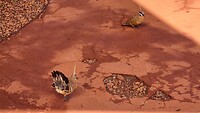 Spinifex pigeon wil indruk maken