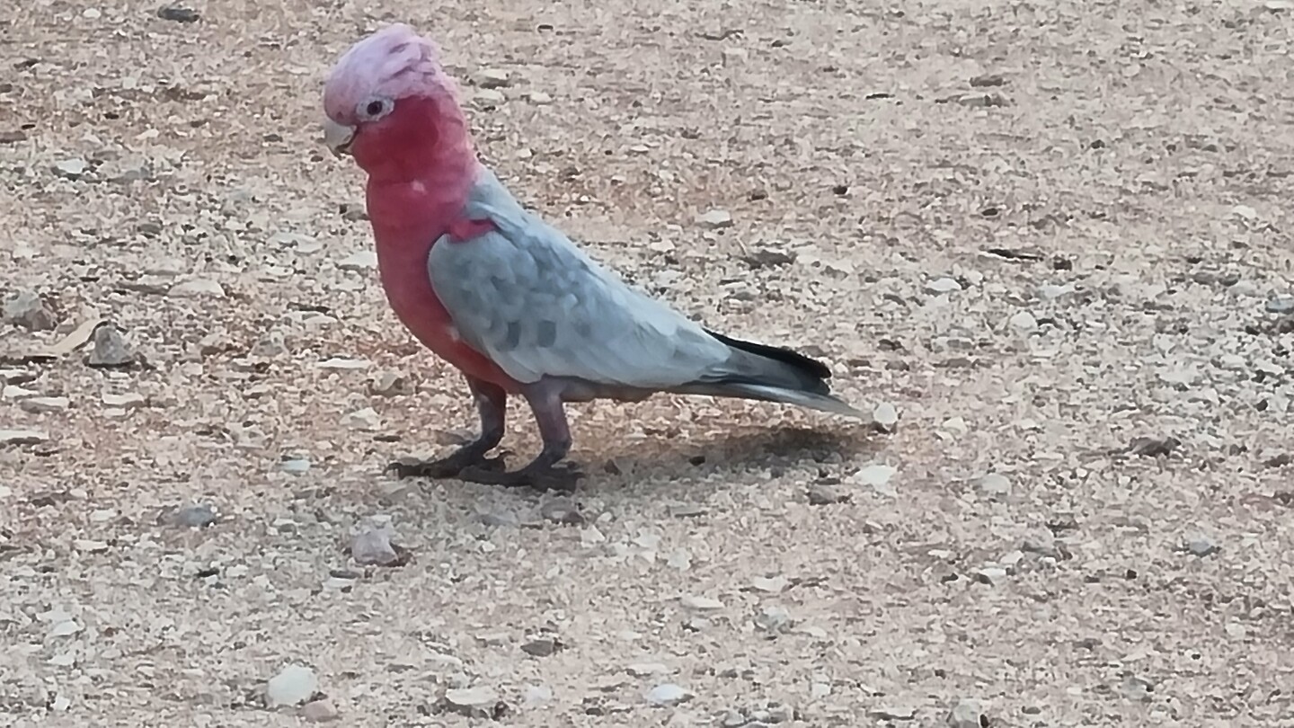 Galah, of roze grijze kaketoe
