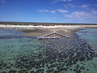Hamelin pool