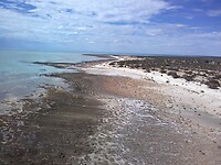 Hamelin pool