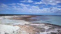 Hamelin pool en de stromatolieten