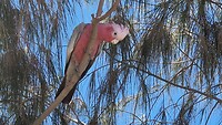 kaketoes in Denham