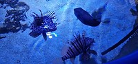 koraal duivel (Ocean Park, Denham)