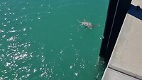 Schildpad bij de pier