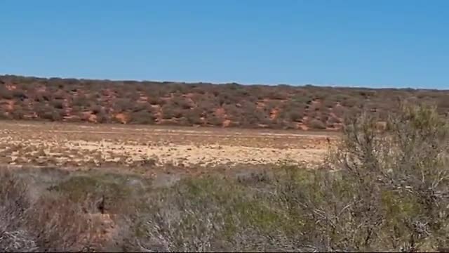 twee emu's in een verdroogd meer, langs de weg naar Monkey Mia