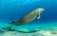 Dugong ofterwijl zeekoe.