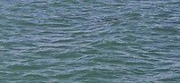 Vrouwtjes dugong met kalf