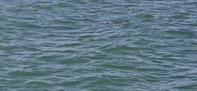 Vrouwtjes dugong met kalf