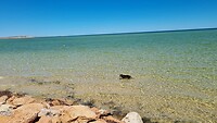 De hond in het water