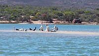 Pelikanen op een zandbank in Murchison River