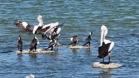 Pelikanen bij de Waigen Lakes