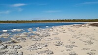 Stromatolieten in Lake Thetis