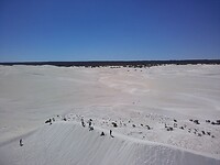 Lancelin zandsurfen