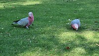 Roze grijze Kaketoes
