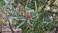 Bloeiende Banksia