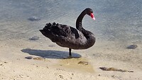 Zwarte zwaan bij Swan River