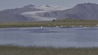 Opvliegende wilde zwanen met ijstong op achtergrond bij Pjodvegur