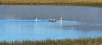 Wilde zwanen bij Pjodvegur