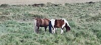 Twee IJslanders