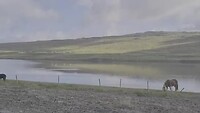 IJslanders langs het fjord.