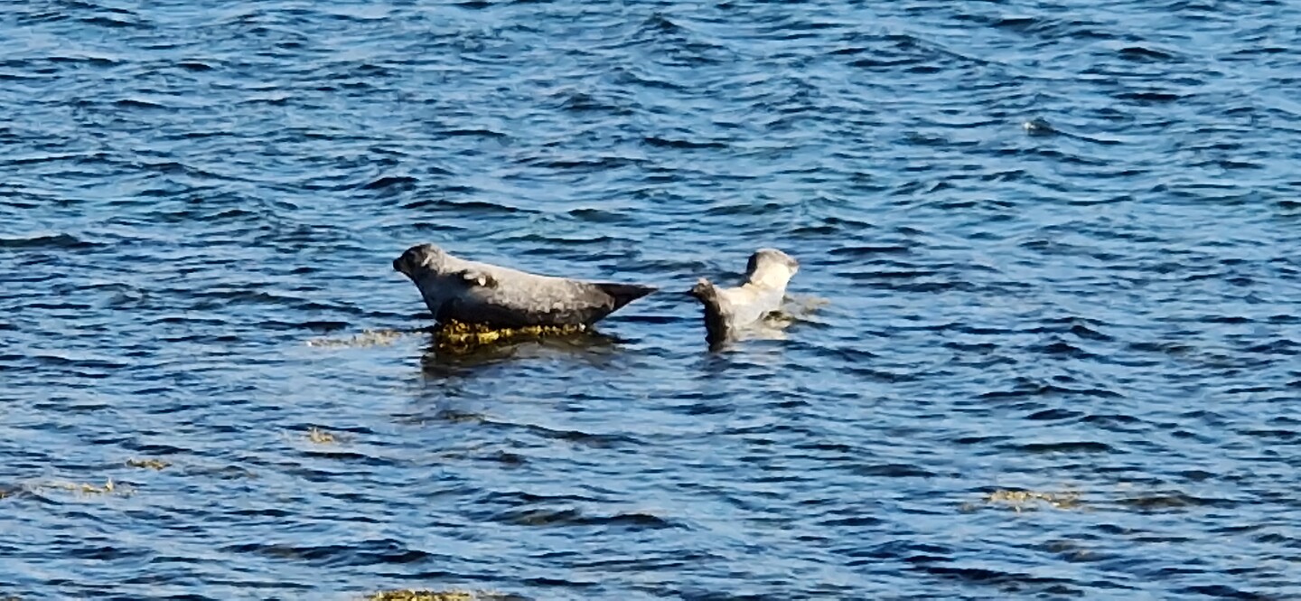 zeehonden in het fjord