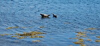 zeehonden in het fjord