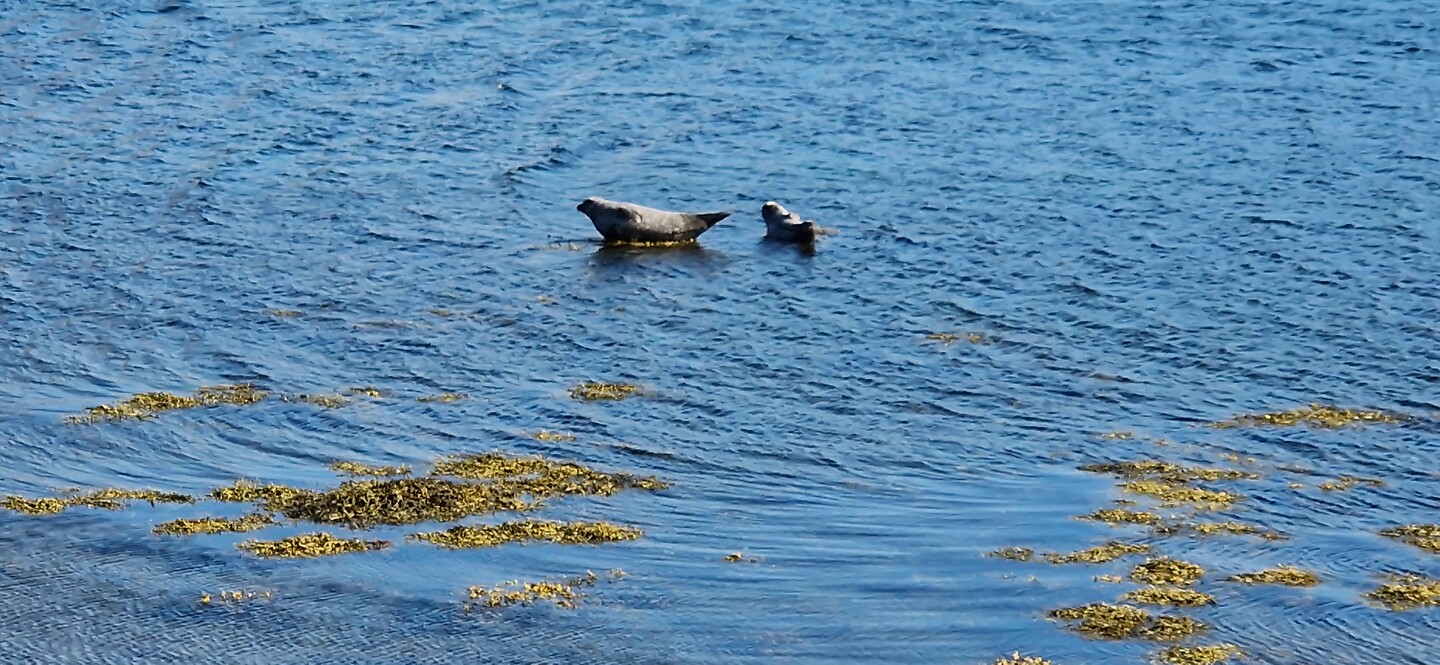 zeehonden in het fjord