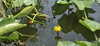 bloem van de waterlelie