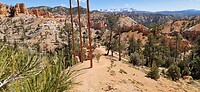 mossy cave trail