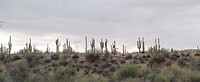 Cactussen langs de weg, Sun Valley