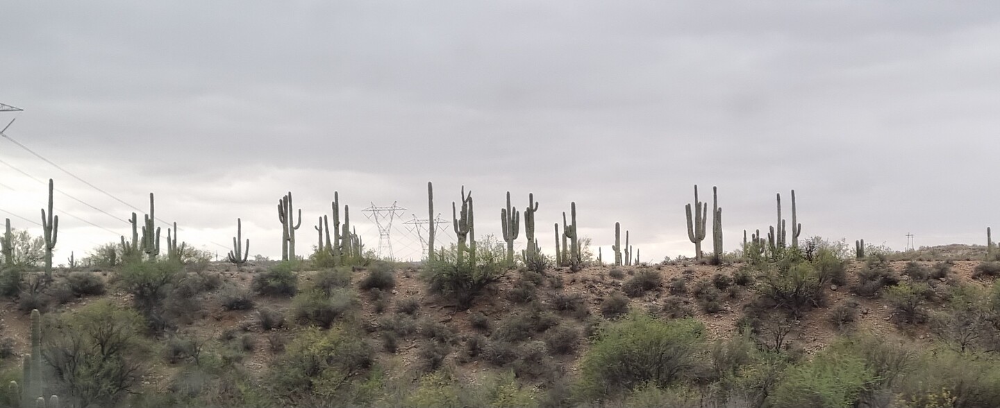 Cactussen langs de weg, Sun Valley