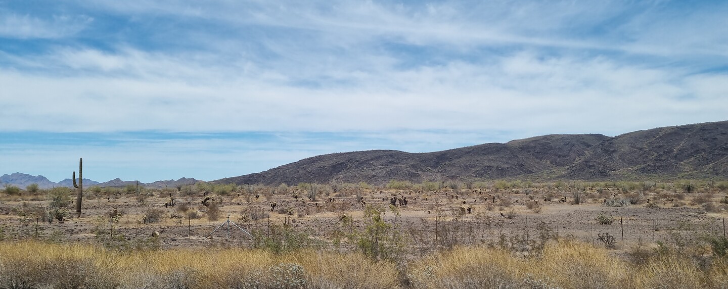 Desolate woestijn met Saguaro cactussen