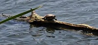waterschildpad(den)