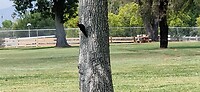 De kleine specht in "hartje" Los Angeles