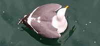 Zilvermeeuw wordt opgejaagd door een zeehond