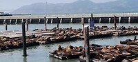 Zeeleeuwen bij Pier 39