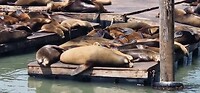 pier 39 met zeeleeuwen