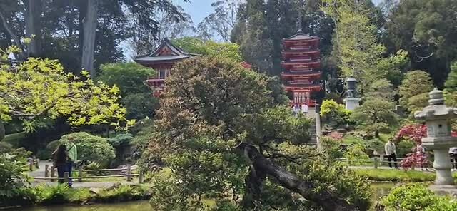 in de Japanse tuin