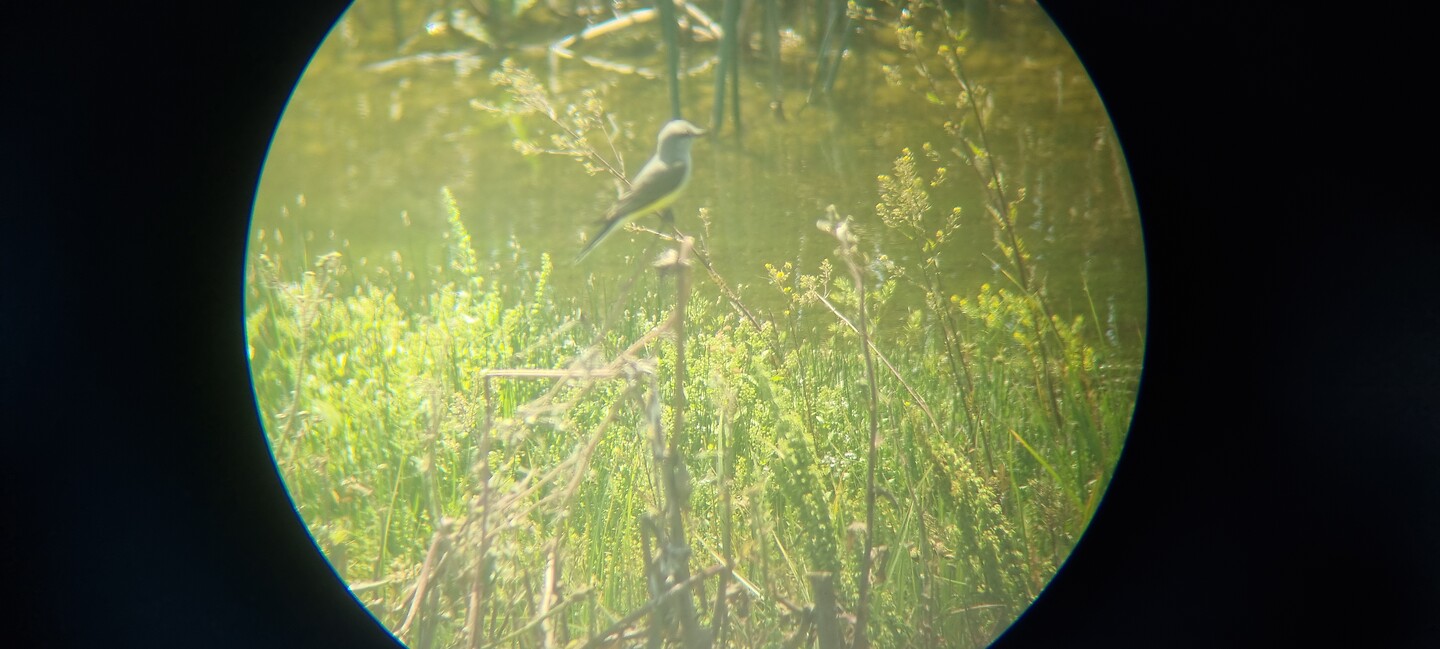 Suikerdiefje ( zangvogel met gele buik) door de kijker